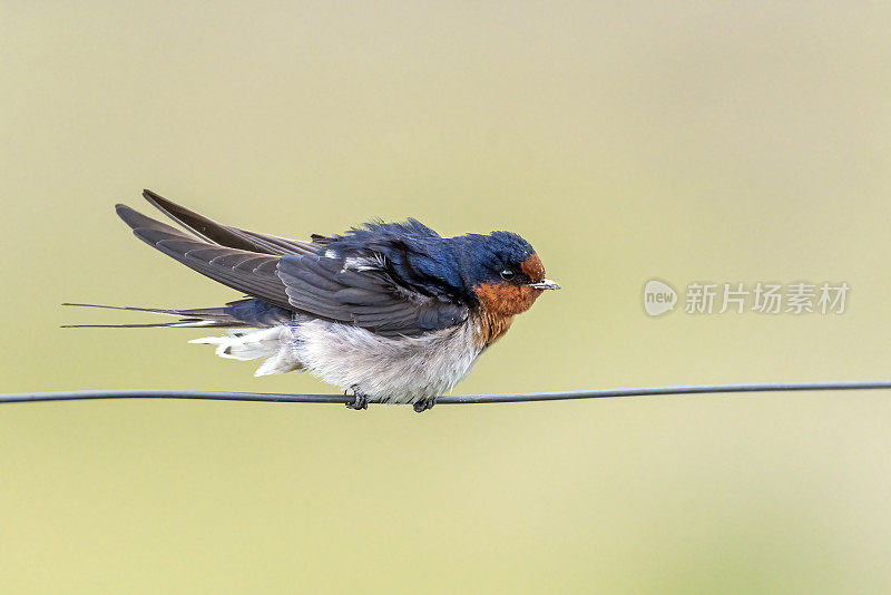 欢迎吞咽(Hirundo neoxena)